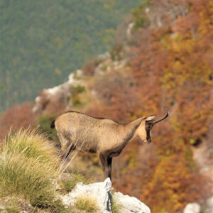 Libro Pianto d'umani di Giorgio junior Rinaldi - ean 9788824981125 - BooksprintEdizioni