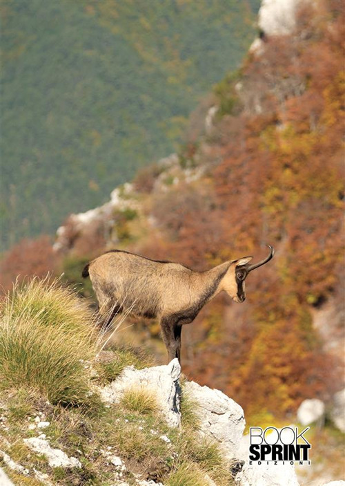 Libro Pianto d'umani di Giorgio junior Rinaldi - ean 9788824981125 - BooksprintEdizioni