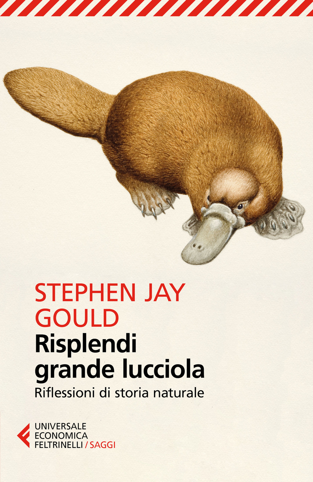 Libro Risplendi grande lucciola. Riflessioni di storia naturale di Stephen Jay Gould - ean 9788807890840 - Feltrinelli