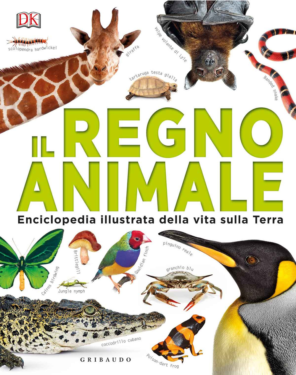 Libro regno animale. Enciclopedia illustrata della vita sulla terra di  - ean 9788858023174 - Gribaudo