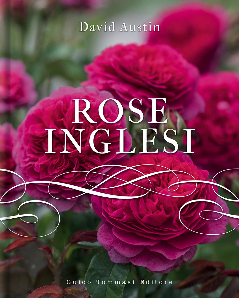 Libro Rose inglesi di David Austin - ean 9788867533039 - Guido Tommasi Editore-Datanova