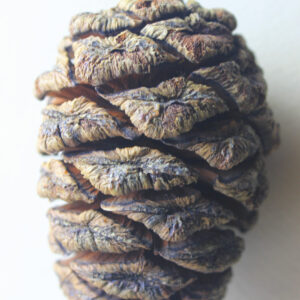 Libro Sutra degli alberi di Tiziano Fratus - ean 9788893711463 - Piano B