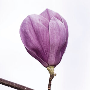 Libro Agreste. Silvario in versi e radici di Tiziano Fratus - ean 9788893711630 - Piano B