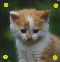 Libro gatto di  - ean 9789058434845 - Yoyo Books