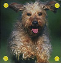 Libro cane di  - ean 9789058434852 - Yoyo Books