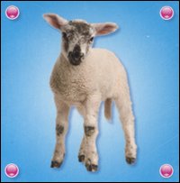 Libro agnellino di  - ean 9789086224210 - Yoyo Books