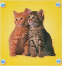 Libro gattini di  - ean 9789086224227 - Yoyo Books