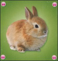 Libro coniglio di  - ean 9789086224241 - Yoyo Books