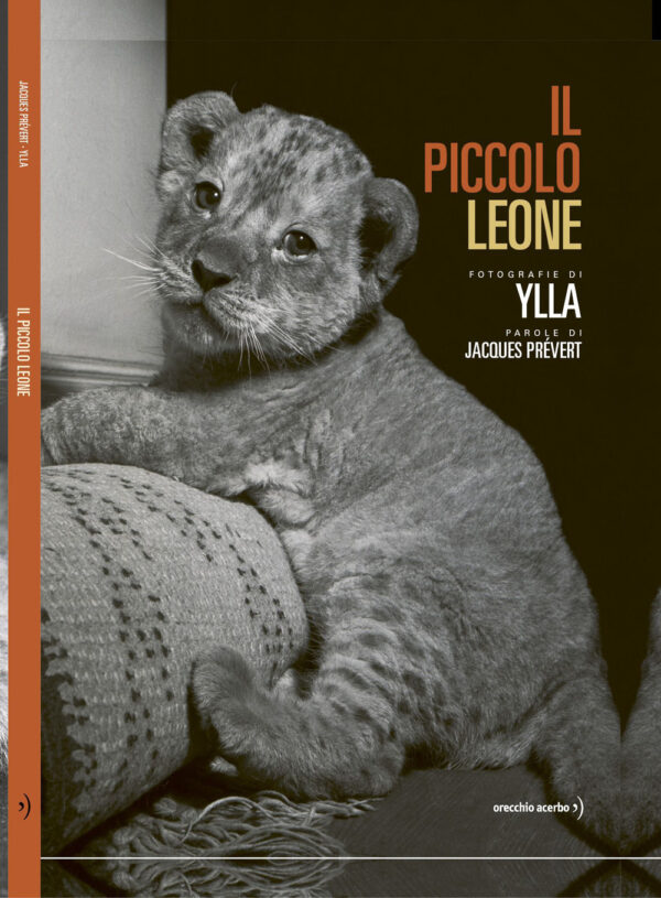Libro piccolo leone di Jacques Prévert - ean 9791255070283 - Orecchio Acerbo