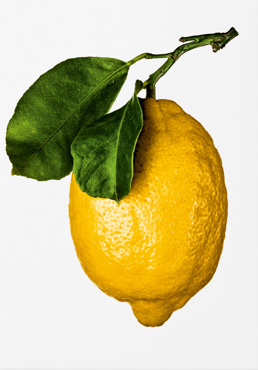 Libro Gourmand's lemon. A collection of stories and recipes. Ediz. inglese di  - ean 9783836585903 - Taschen