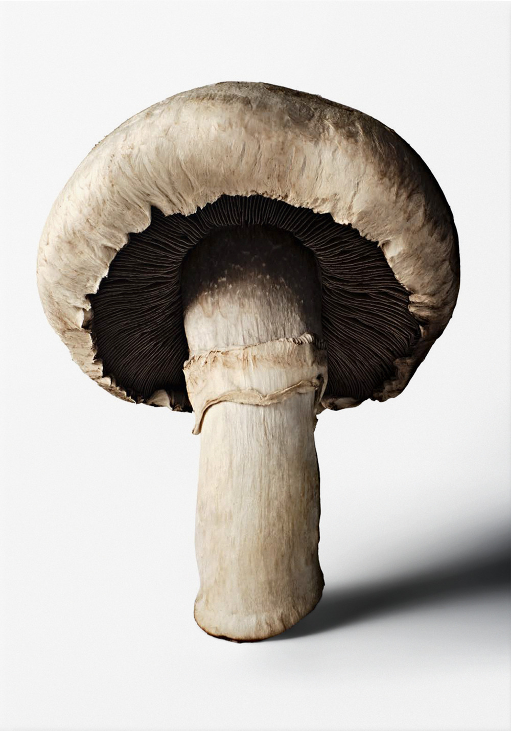 Libro Gourmand's mushroom. A collection of stories & recipes. Ediz. inglese di  - ean 9783836586610 - Taschen
