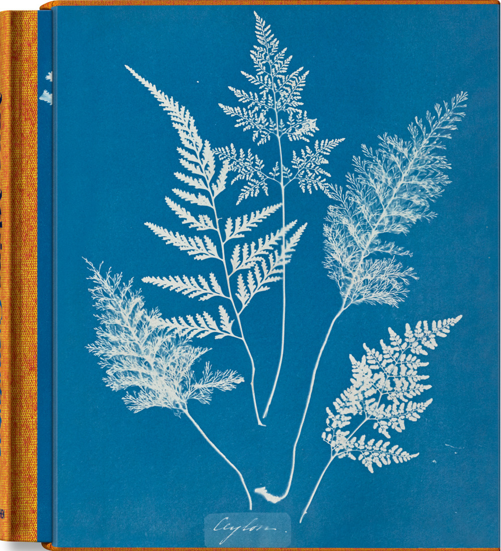 Libro Anna Atkins. Cyanotypes. Ediz. inglese