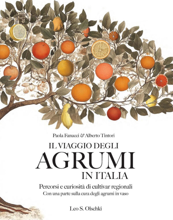 Libro viaggio degli agrumi in Italia. Percorsi e curiosità di cultivar regionali. Con una parte sulla cura degli agrumi in vaso di Paola Fanucci; Alberto Tintori - ean 9788822269850 - Olschki