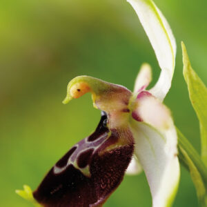 Libro Silvia Cini. Avant que nature meure di Silvia Cini - ean 9788822922557 - Quodlibet