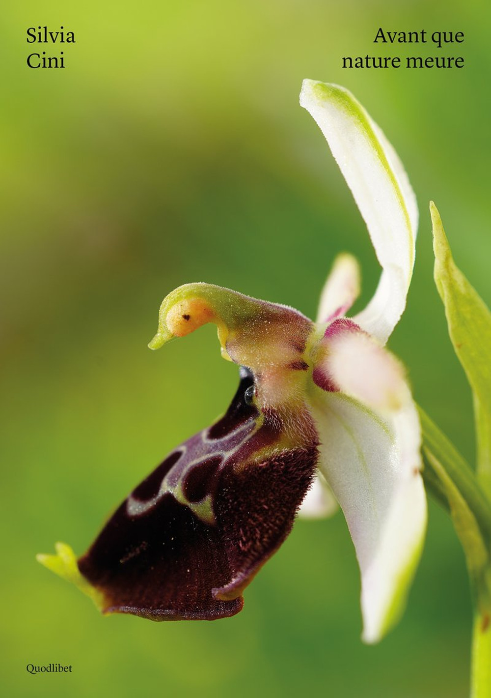 Libro Silvia Cini. Avant que nature meure di Silvia Cini - ean 9788822922557 - Quodlibet