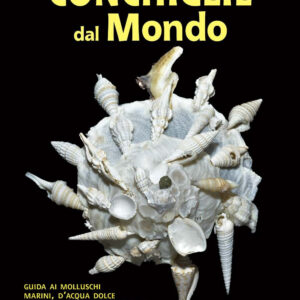 Libro Conchiglie dal mondo. Guida ai molluschi marini