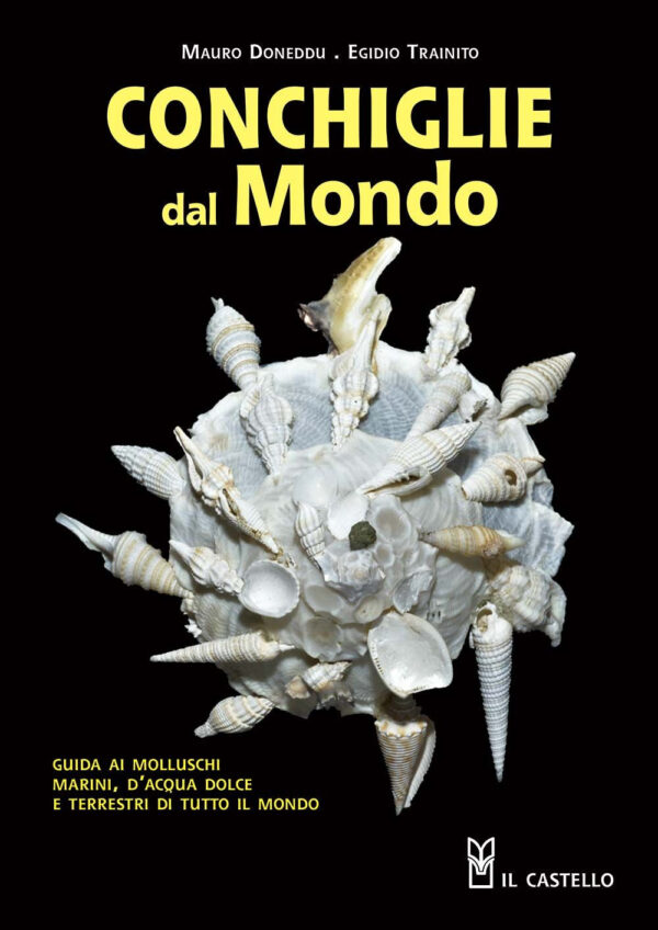 Libro Conchiglie dal mondo. Guida ai molluschi marini