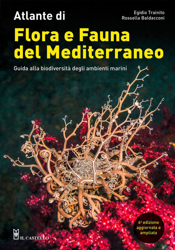 Libro Atlante di flora e fauna del Mediterraneo. Guida alla biodiversità degli ambienti marini di Egidio Trainito; Rossella Baldacconi - ean 9788827602348 - Il Castello