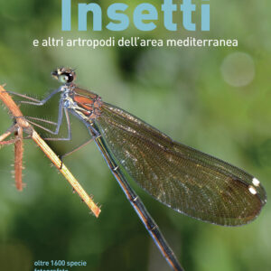 Libro Guida illustrata agli insetti e altri artropodi dell'area mediterranea di Mauro Doneddu - ean 9788827602485 - Il Castello